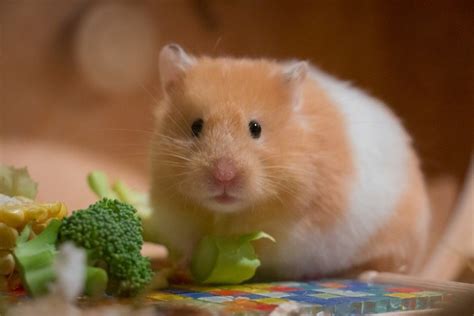 hamster hamsters|petsmart hamsters.